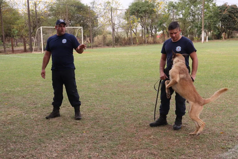 GMA realiza treinamento com cães em Arapongas