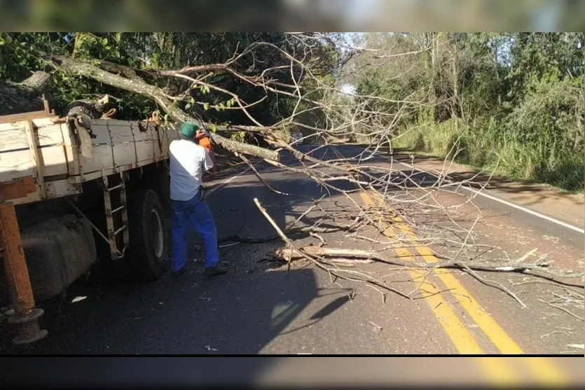 Galho quebrado compromete trânsito no Contorno Norte