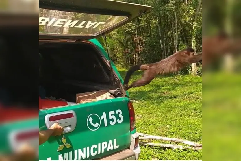 Macaco-prego capturado em área urbana é devolvido à natureza