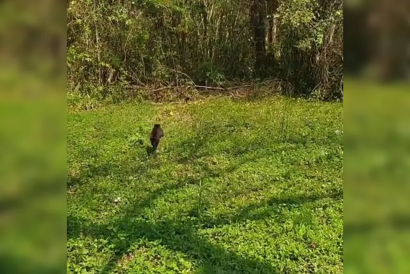 Macaco-prego capturado em área urbana é devolvido à natureza