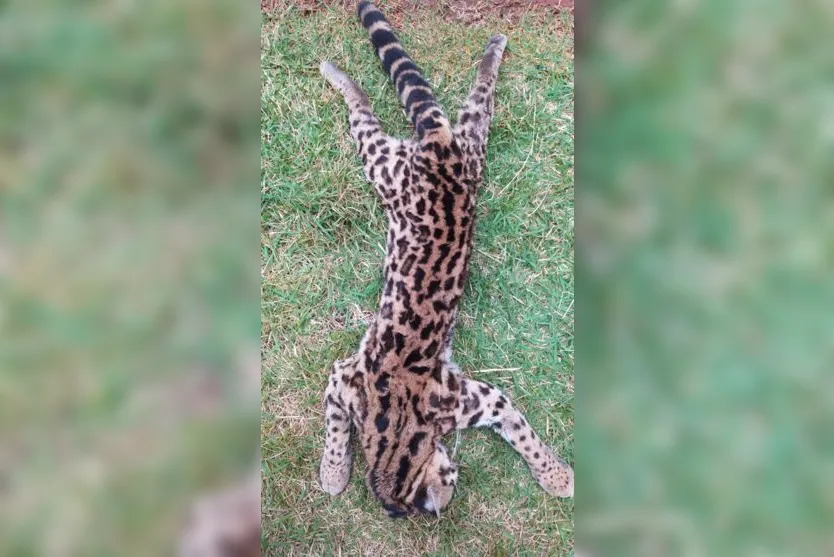 Onça é encontrada atropelada no Contorno Norte