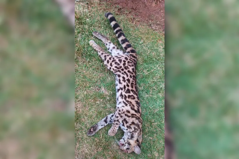 Onça é encontrada atropelada no Contorno Norte