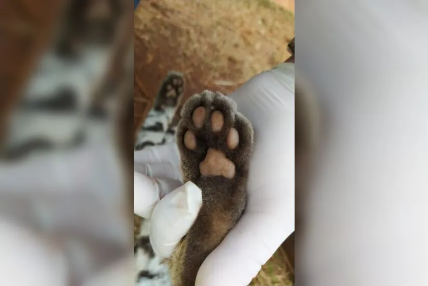 Onça é encontrada atropelada no Contorno Norte