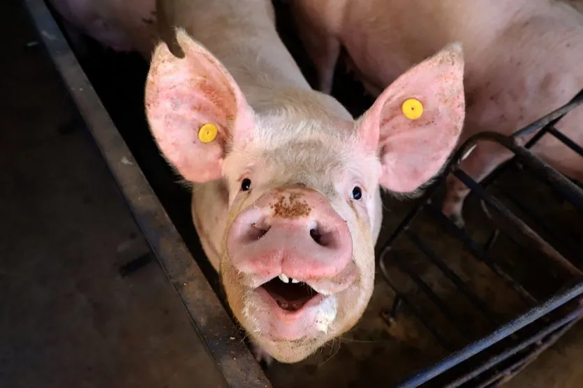 Paraná avança e mira novos mercados na carne suína