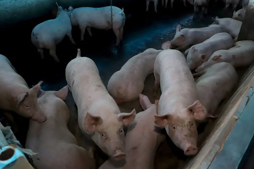 Paraná avança e mira novos mercados na carne suína