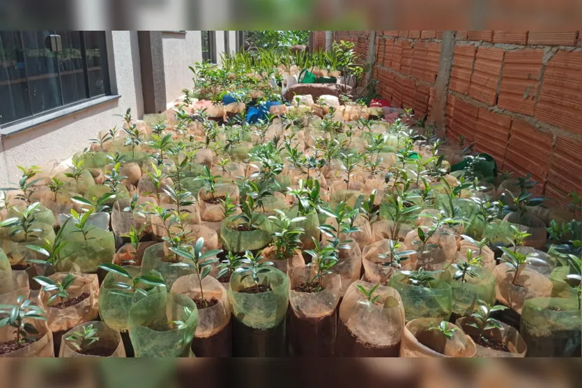 Paróquia faz cadastro para entrega de mudas em Apucarana