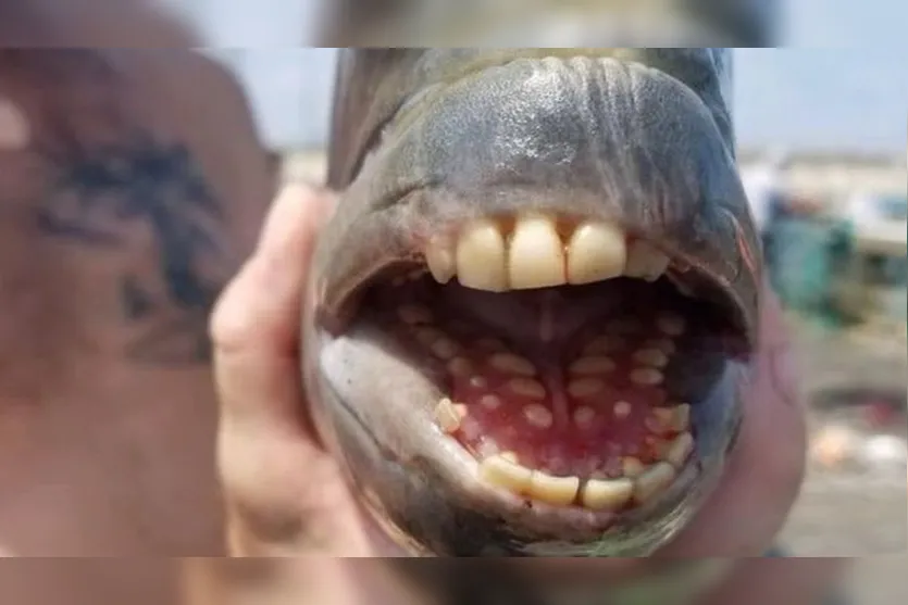 Peixe com 'dentes' é capturado nos EUA