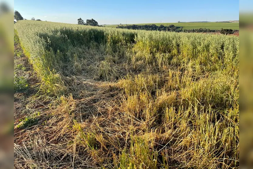 Polícia Civil de Faxinal recupera aveia furtada de fazenda