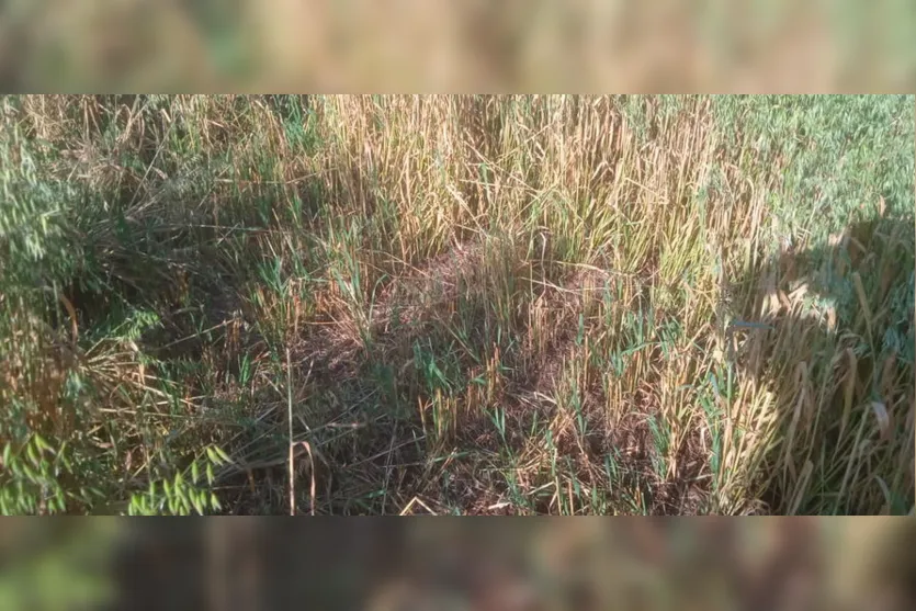 Polícia Civil de Faxinal recupera aveia furtada de fazenda