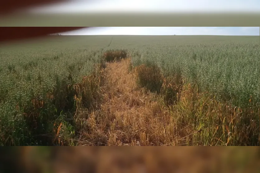 Polícia Civil de Faxinal recupera aveia furtada de fazenda