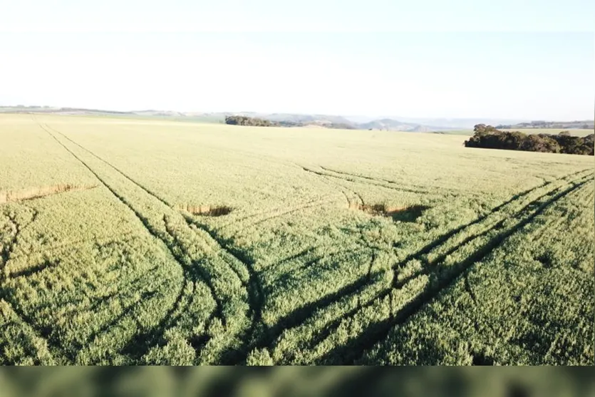 Polícia Civil de Faxinal recupera aveia furtada de fazenda