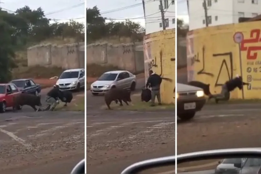 Prefeitura multa dono de porco que mordeu motociclista