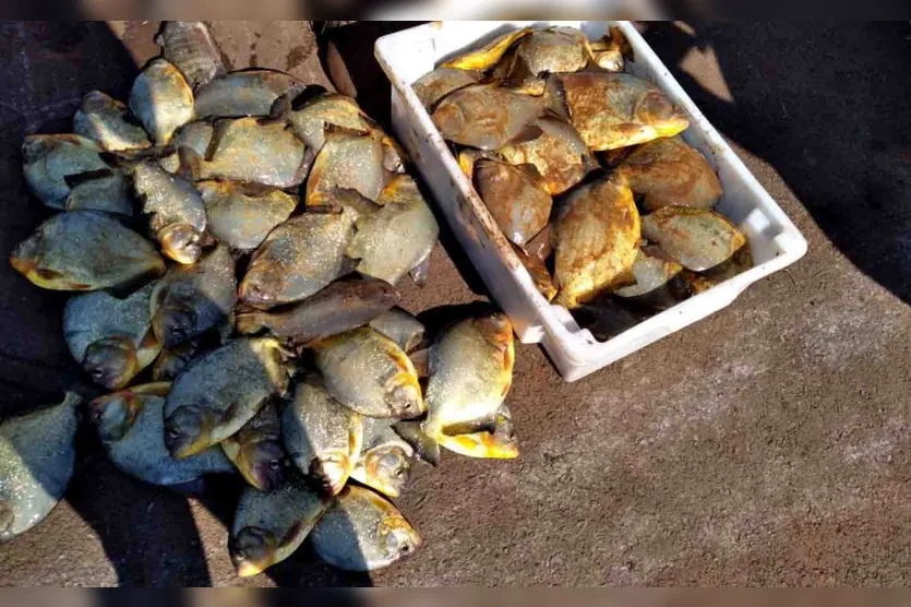 Quase meia tonelada de piranhas é removida de lago no PR