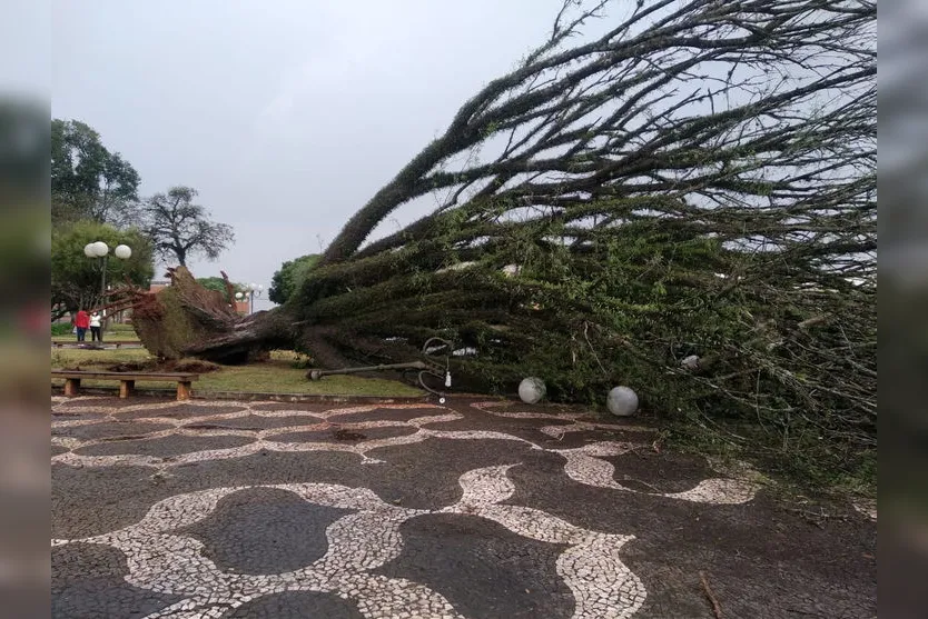 Vento forte derruba árvores em Rolândia; veja