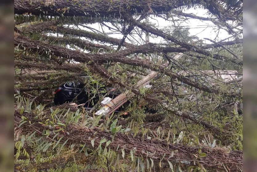 Vento forte derruba árvores em Rolândia; veja