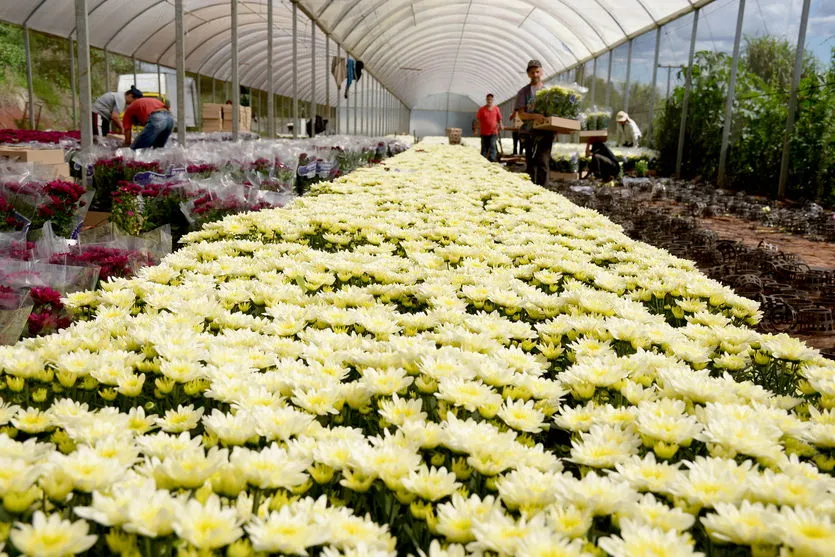 Apucarana fornece flores para três estados; assista