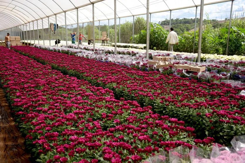 Apucarana fornece flores para três estados; assista