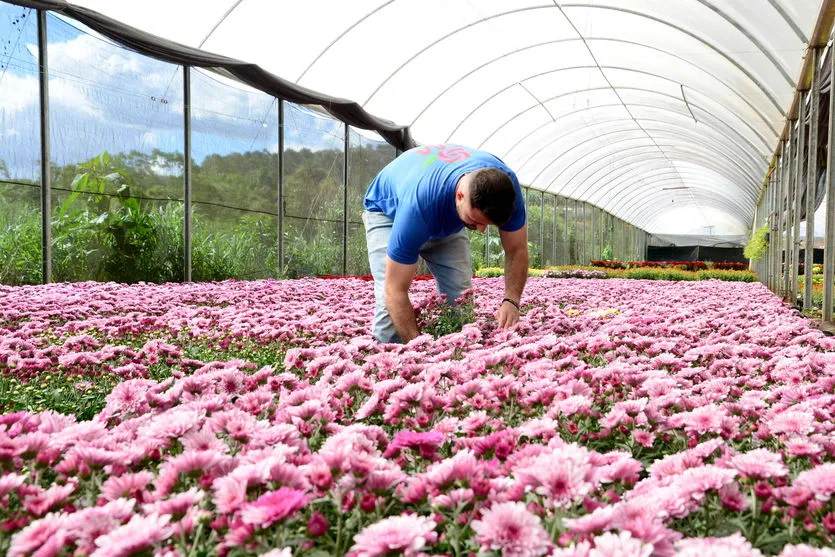 Apucarana fornece flores para três estados; assista