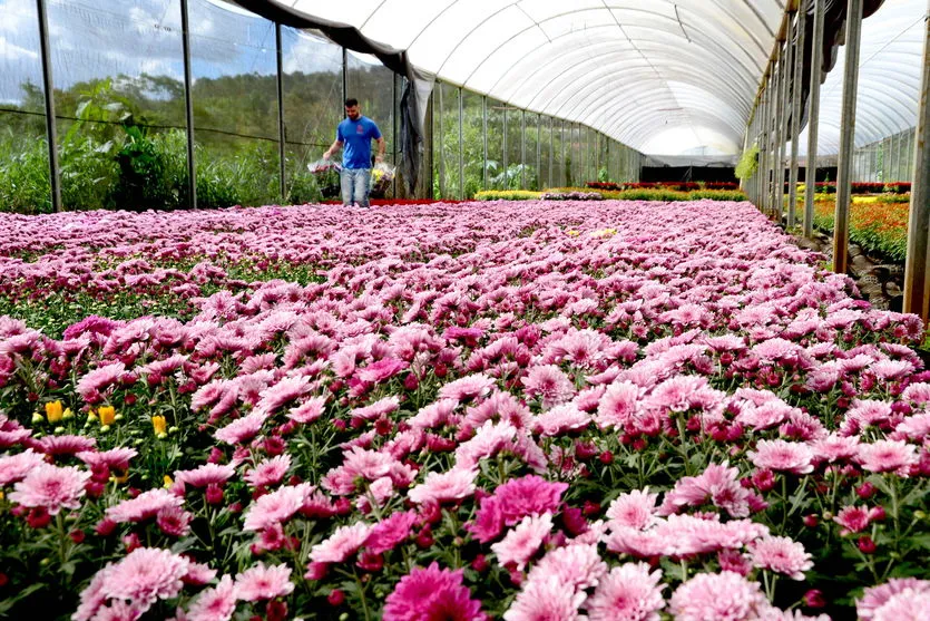 Apucarana fornece flores para três estados; assista