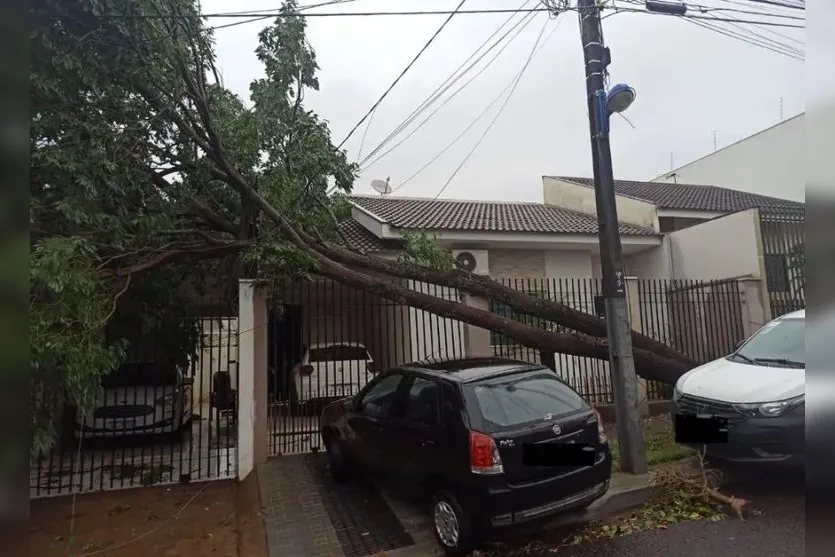  Árvore cai sobre residências após temporal em Maringá 