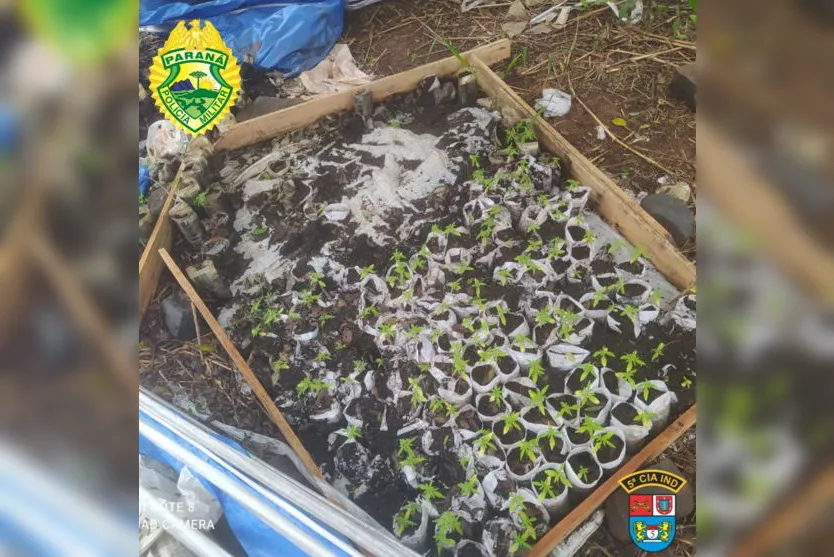  As mudas foram encontradas às margens do Rio Ligeiro, perto da PR 323 