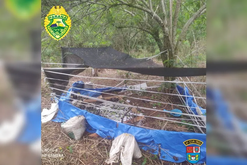 As mudas foram encontradas às margens do Rio Ligeiro, perto da PR 323 