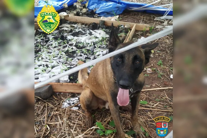  As mudas foram encontradas às margens do Rio Ligeiro, perto da PR 323 