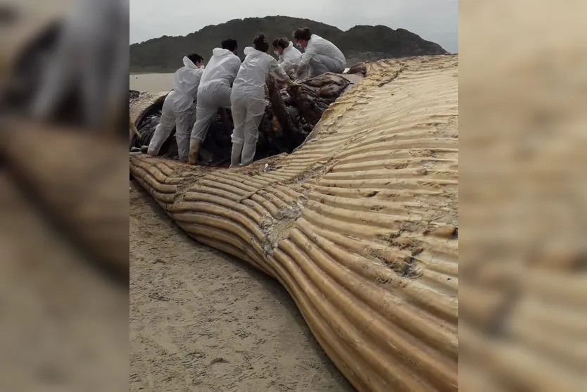 Baleia-fin de quase 20 metros encalha na Ilha do Mel