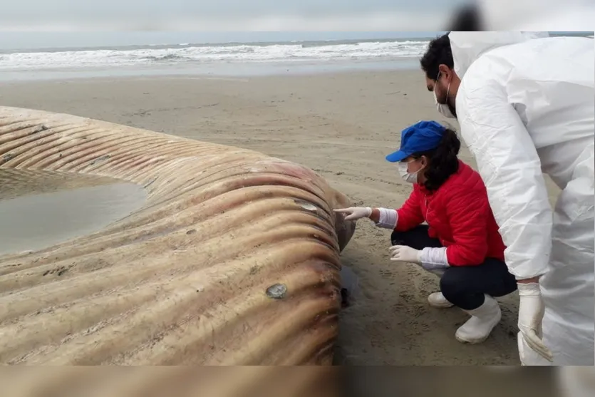 Baleia-fin de quase 20 metros encalha na Ilha do Mel