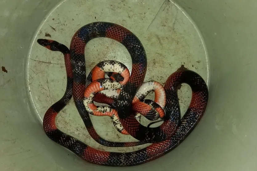 Bombeiros resgatam cobras perto de carro em área urbana