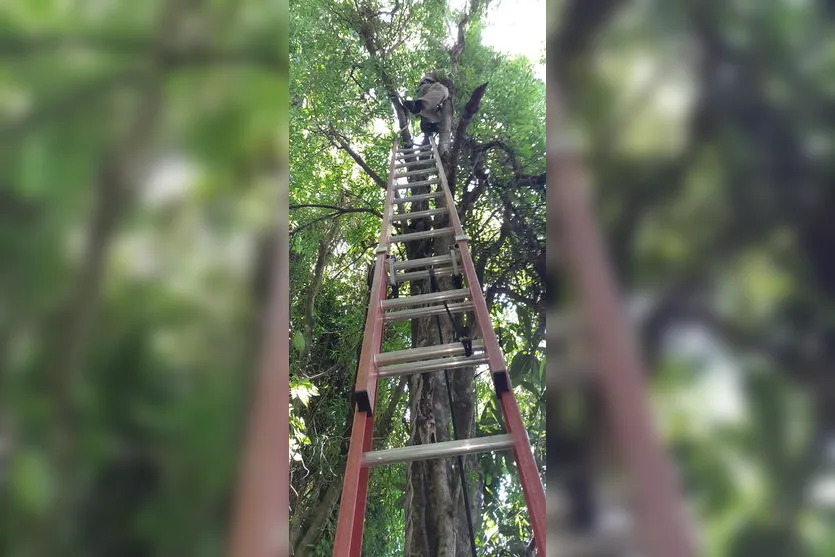 Bombeiros resgatam gata do alto de árvore no Jd. das Flores