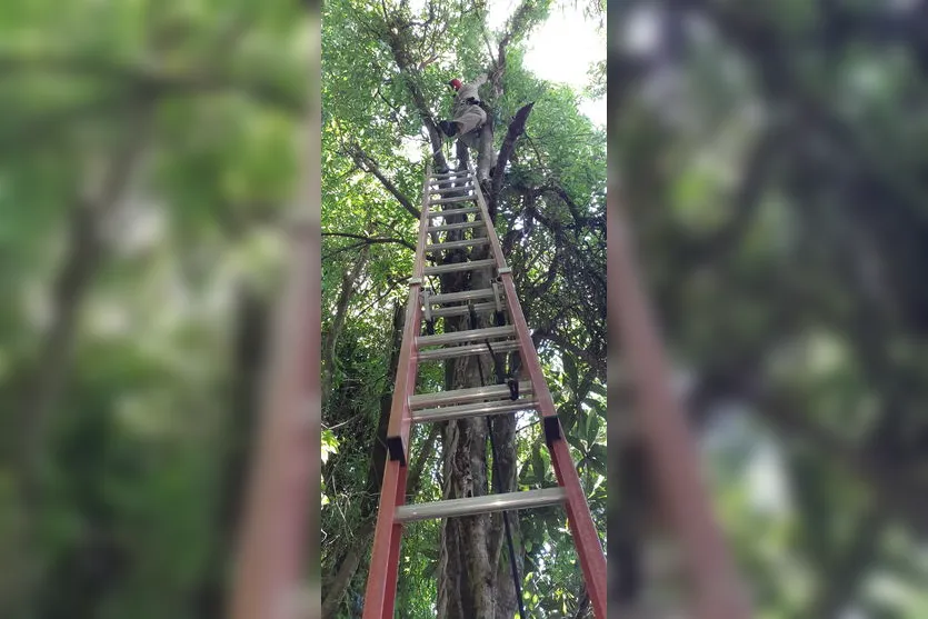 Bombeiros resgatam gata do alto de árvore no Jd. das Flores
