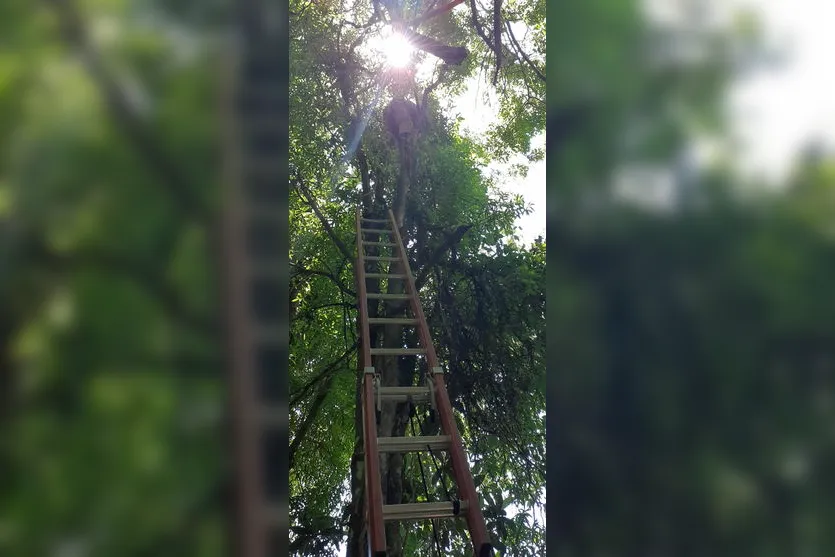 Bombeiros resgatam gata do alto de árvore no Jd. das Flores