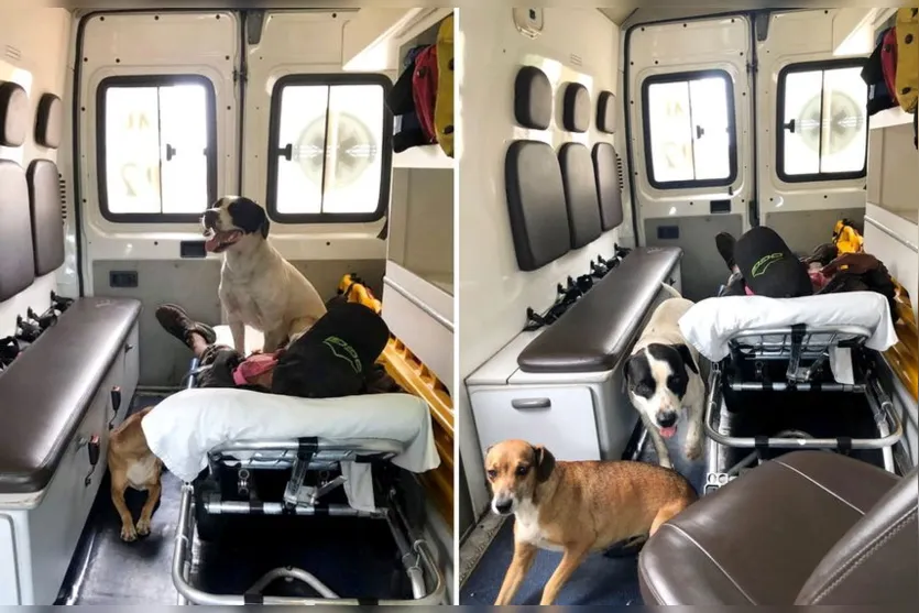 Cães 'invadem' ambulância para acompanhar dono até hospital