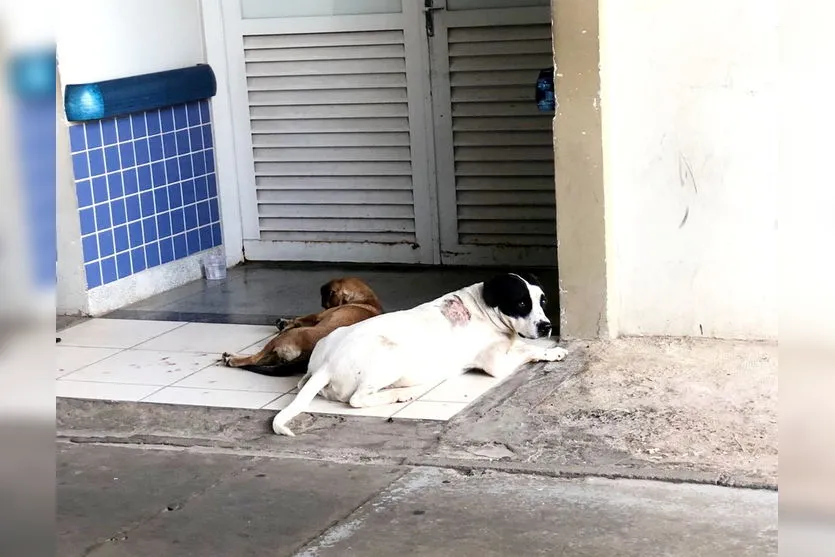 Cães 'invadem' ambulância para acompanhar dono até hospital