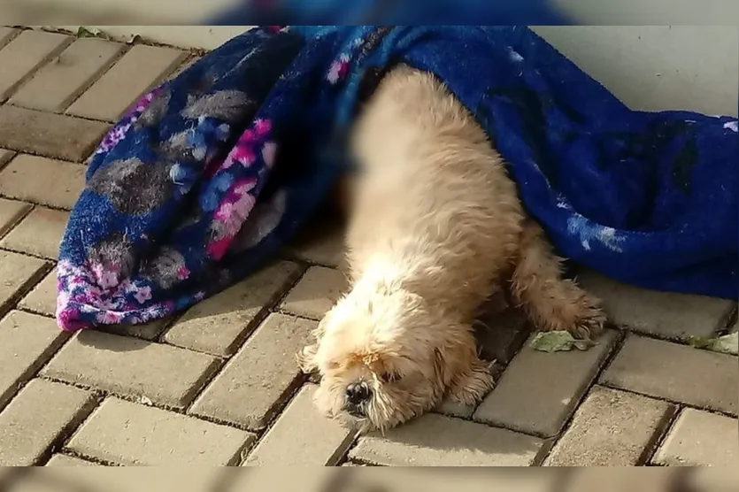 Cão é encontrado com faca de cozinha no corpo no Paraná
