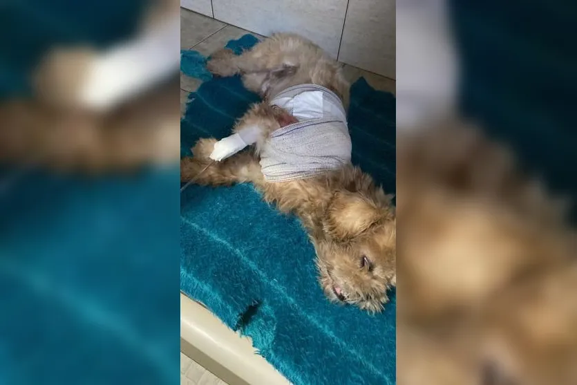 Cão é encontrado com faca de cozinha no corpo no Paraná