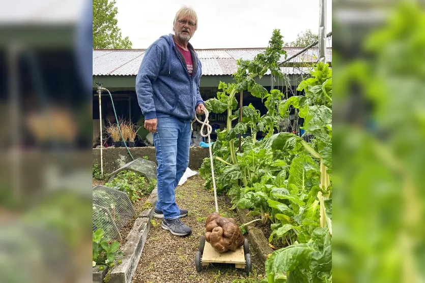 Casal encontra batata de quase 8 quilos no quintal