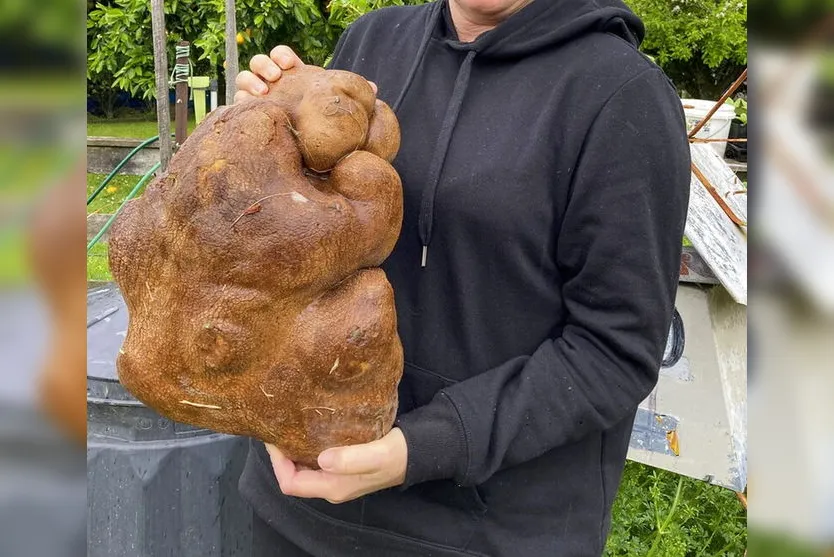 Casal encontra batata de quase 8 quilos no quintal