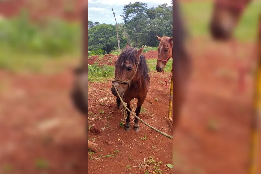 Cavalos que estavam soltos em Apucarana são recolhidos
