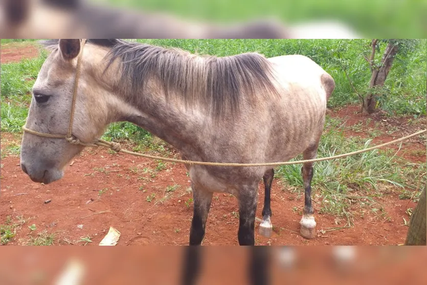 Cavalos que estavam soltos em Apucarana são recolhidos