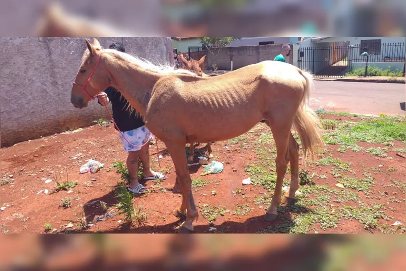 Cavalos que estavam soltos em Apucarana são recolhidos