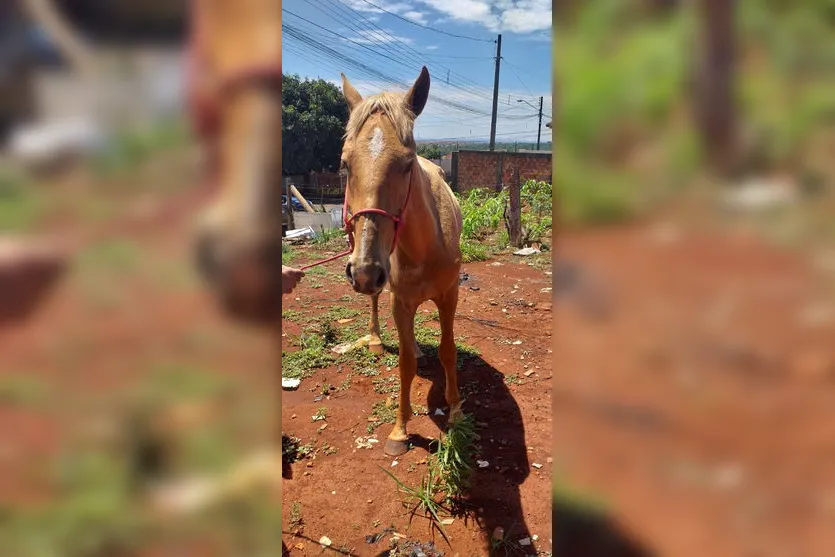 Cavalos que estavam soltos em Apucarana são recolhidos