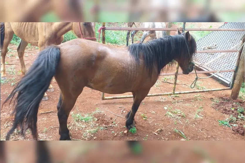 Cavalos que estavam soltos em Apucarana são recolhidos