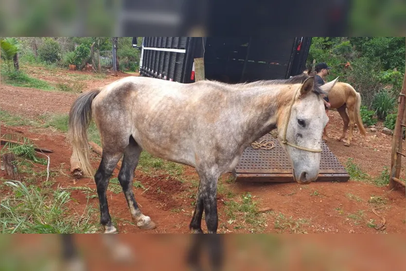 Cavalos que estavam soltos em Apucarana são recolhidos