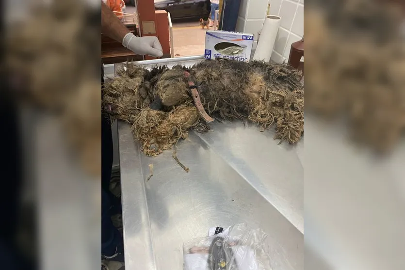  Coleira estava grudada ao pelo da cadela resgatada em São Vicente, SP, deixando feridas abertas após ser retirada 