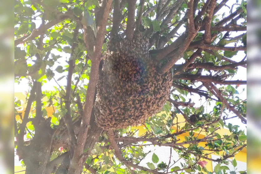 Enxame de abelhas no centro de Apucarana mobiliza apicultor