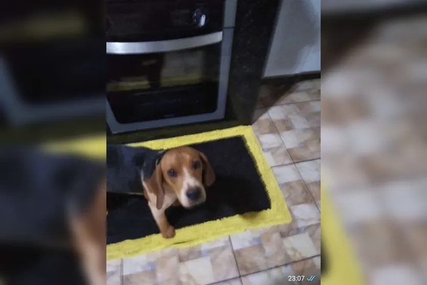 Família faz apelo para encontrar cão que sumiu na região