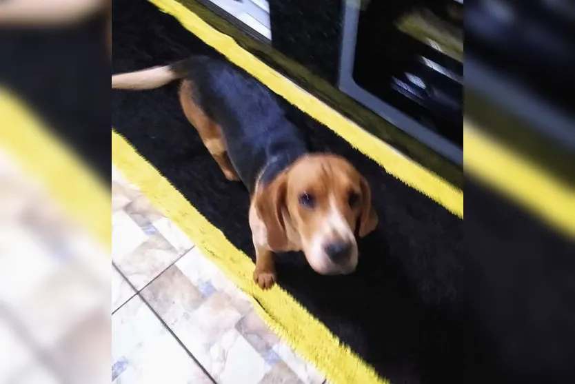 Família faz apelo para encontrar cão que sumiu na região