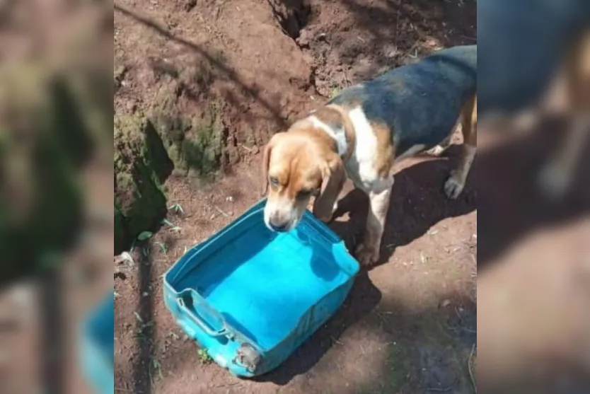 Família faz apelo para encontrar cão que sumiu na região